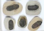 Lot: Assorted Devonian Trilobites - Pieces #92153-2
